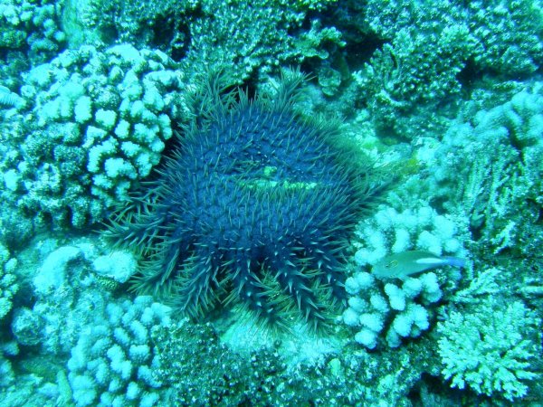 66- L'etoile de mer venimeuse Acanthaster Planci 